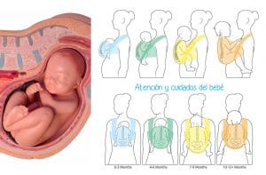 Porteo Seguro: Posición del recién nacido en un portabebé 